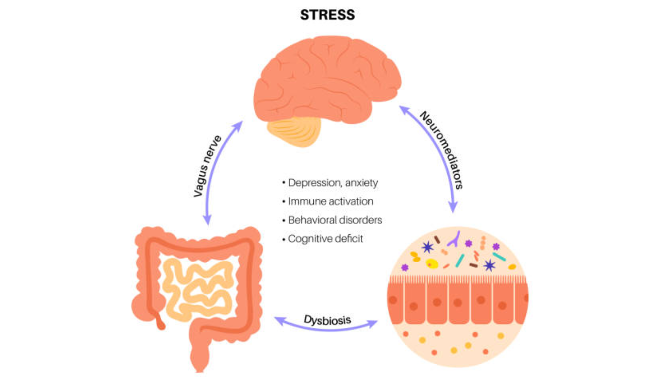 BelliHealth-Website-Vector-Images-px-36 How Does Gut Influence Post-Workout Recovery?