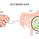 Diagram illustrating the gut-brain axis, showing a bidirectional communication between the brain and the gut. The image features the brain on the left and the gut on the right, with arrows indicating the flow of signals between them. A magnified section of the gut displays various microorganisms, representing the gut microbiota.