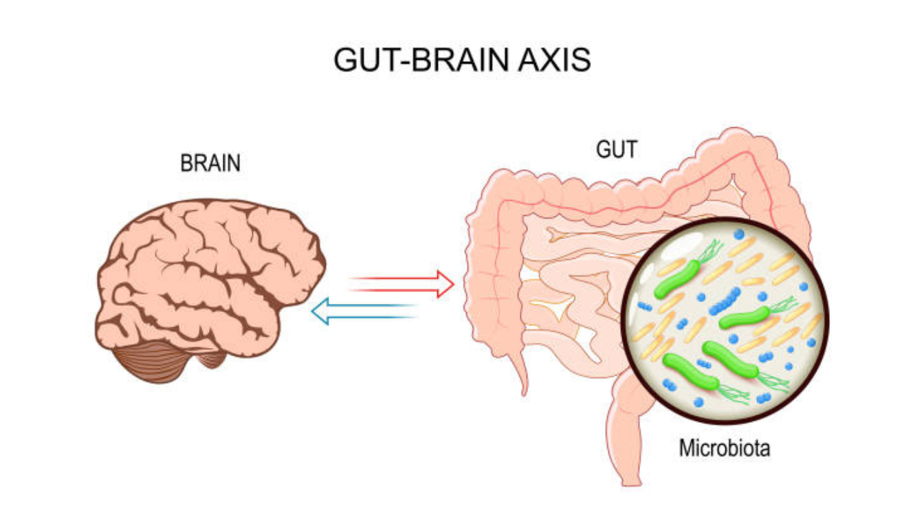 Diagram illustrating the gut-brain axis, showing a bidirectional communication between the brain and the gut. The image features the brain on the left and the gut on the right, with arrows indicating the flow of signals between them. A magnified section of the gut displays various microorganisms, representing the gut microbiota.