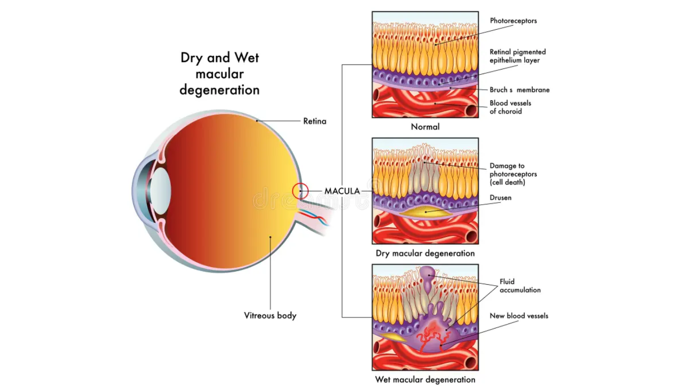 BelliHealth-Website-Vector-Images-px-72 Is Your Gut Health and Eye Health Connected?